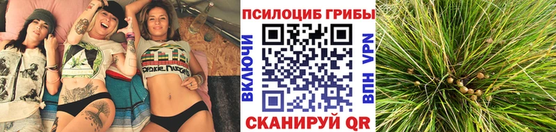 mega зеркало  Вологда  Галлюциногенные грибы Cubensis 